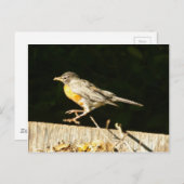 Robin Postcard Postkarte (Vorne/Hinten)