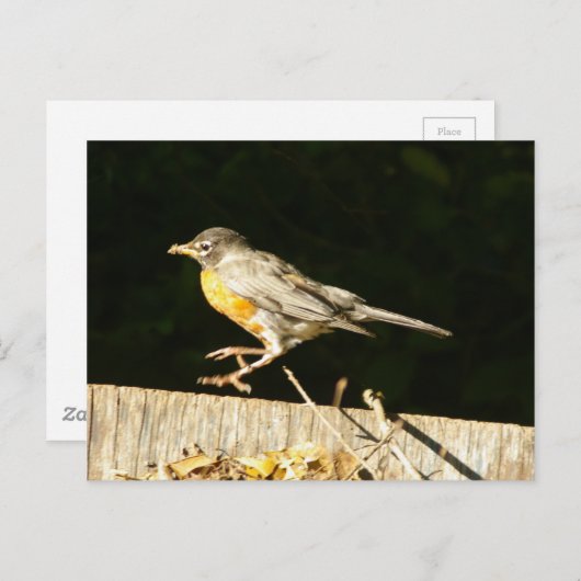 Robin Postcard Postkarte (Vorne/Hinten)