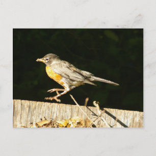 Robin Postcard Postkarte