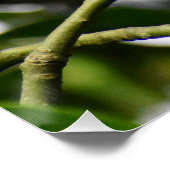 Robin Poster (Ecke)