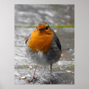 Robin Poster