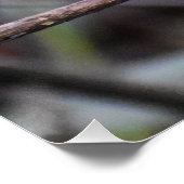 Robin Poster (Ecke)