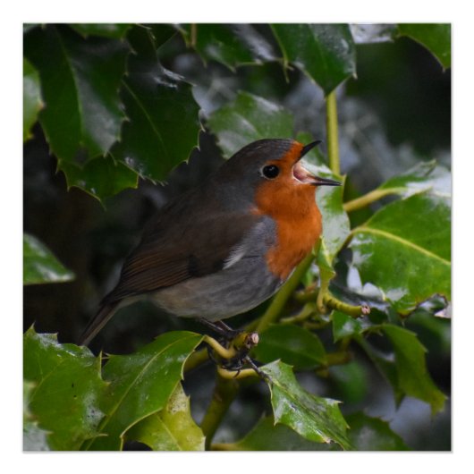 Robin Poster (Vorderseite)