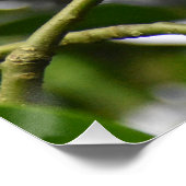 Robin Poster (Ecke)