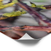 Robin Poster (Ecke)