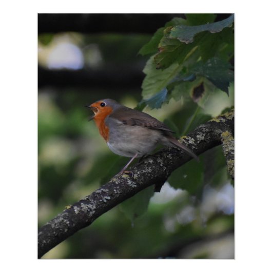 Robin Poster (Vorderseite)