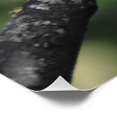 Robin Poster (Ecke)