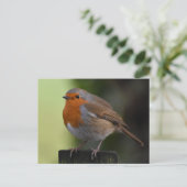 Robin Postkarte (Stehend Vorderseite)
