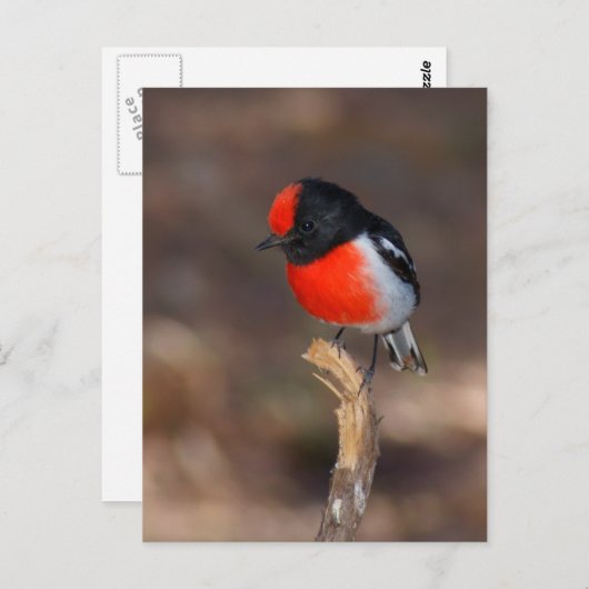 Robin Postkarte (Vorne/Hinten)