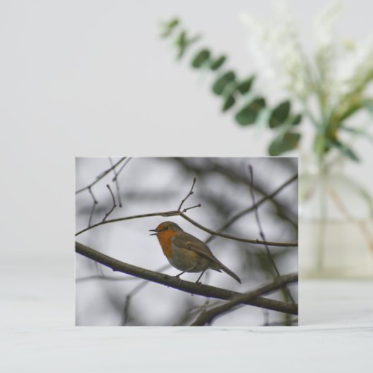 Robin  postkarte (Stehend Vorderseite)