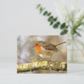 Robin Postkarte (Stehend Vorderseite)