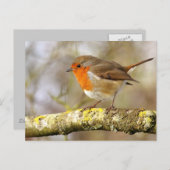 Robin Postkarte (Vorne/Hinten)