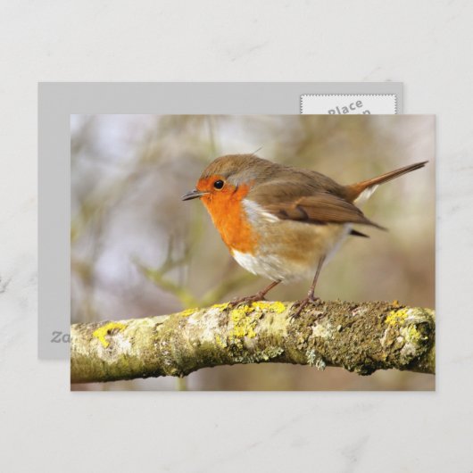 Robin Postkarte (Vorne/Hinten)