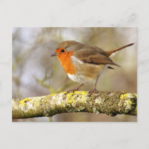 Robin Postkarte