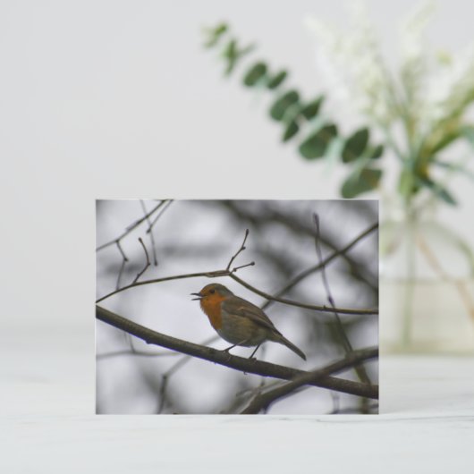 Robin  postkarte (Stehend Vorderseite)