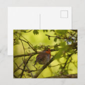 Robin Postkarte (Vorne/Hinten)