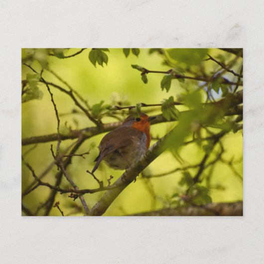 Robin Postkarte (Vorderseite)
