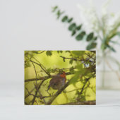 Robin Postkarte (Stehend Vorderseite)