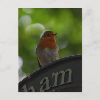 Robin Postkarte