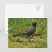 Robin Postkarte (Vorne/Hinten)