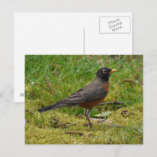 Robin Postkarte (Vorne/Hinten)