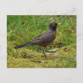 Robin Postkarte