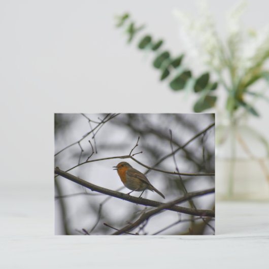 Robin  postkarte (Stehend Vorderseite)