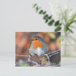 Robin Postkarte