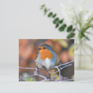 Robin Postkarte