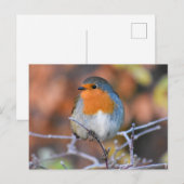 Robin Postkarte (Vorne/Hinten)