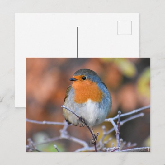 Robin Postkarte (Vorne/Hinten)