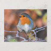 Robin Postkarte (Vorderseite)