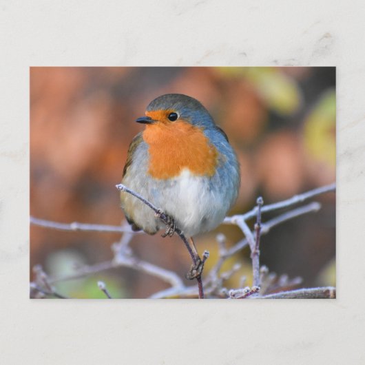 Robin Postkarte (Vorderseite)