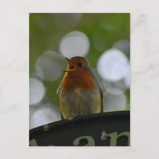 Robin Postkarte
