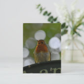 Robin Postkarte (Stehend Vorderseite)