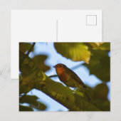Robin Postkarte (Vorne/Hinten)