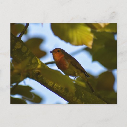 Robin Postkarte (Vorderseite)