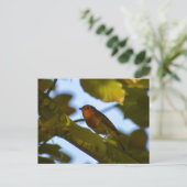 Robin Postkarte (Stehend Vorderseite)