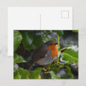 Robin Postkarte (Vorne/Hinten)
