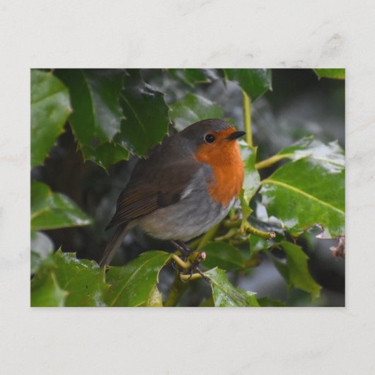 Robin Postkarte (Vorderseite)
