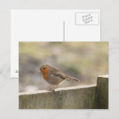 Robin Postkarte (Vorne/Hinten)