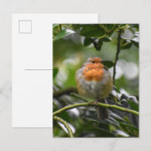 Robin Postkarte (Vorne/Hinten)