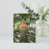 Robin Postkarte (Stehend Vorderseite)