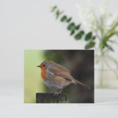 Robin Postkarte (Stehend Vorderseite)