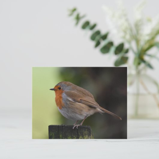Robin Postkarte (Stehend Vorderseite)