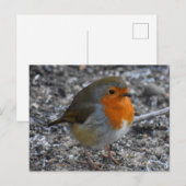 Robin Postkarte (Vorne/Hinten)