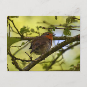 Robin Postkarte