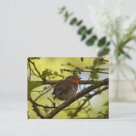 Robin Postkarte (Stehend Vorderseite)