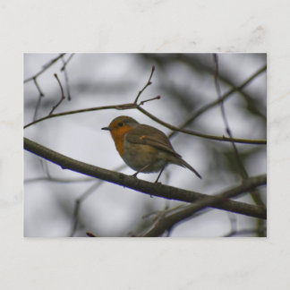 Robin  postkarte
