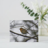Robin  postkarte (Stehend Vorderseite)